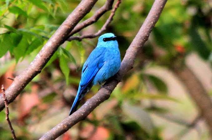 ঘুরে আসুন হিমালয়ের বুকে ছোট্ট পাহাড়ি গ্রাম সামথার থেকে